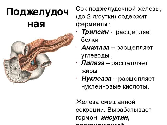 Состав и функции желчи