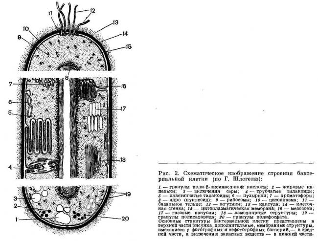 Грамотрицательные бактерии - gram-negative bacteria