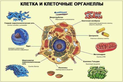 Какие особенности в строении клеток бактерий, животных и растений