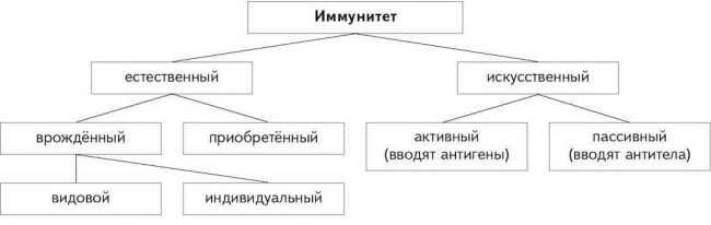 Чем отличается пассивный иммунитет от активного
