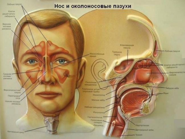 Септопластика носовой перегородки: отзывы и последствия