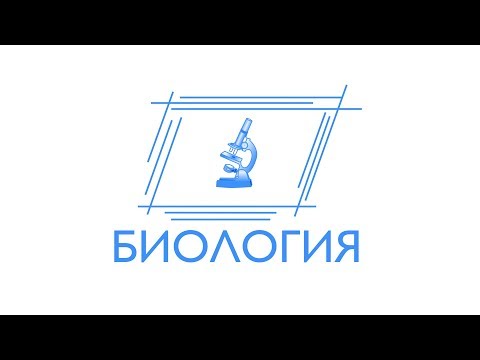 Где вырабатывается желчь и где хранится