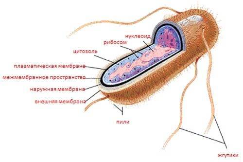 Кишечная палочка еscherichia coli: элементарные правила защиты