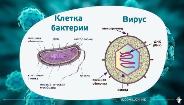 Простейшие бактерии — parazit24