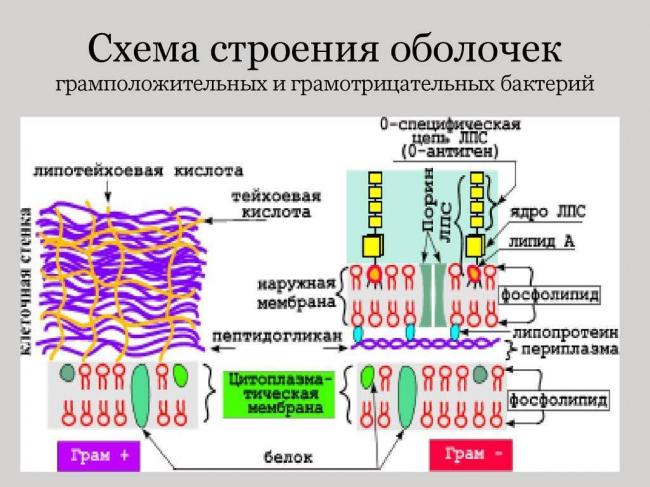 Особенности строения грам и грам бактерий