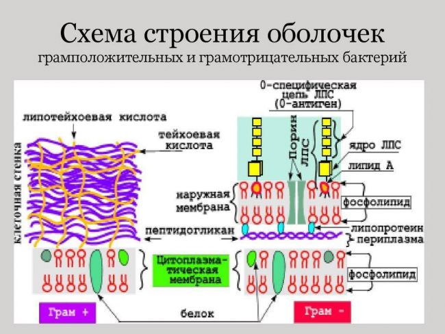 Каково строение бактериальных клеток, или все ли так просто, как кажется
