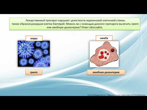 Особенности кольцевой молекулы днк прокариотической клетки