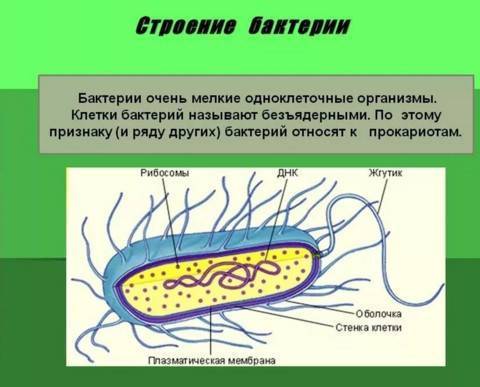 Бактерии и человек