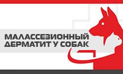 Малассезиозный дерматит – грибковое заболевание у собак