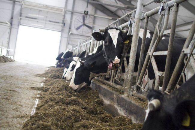 Могут ли кисломолочные продукты заменить пробиотики?