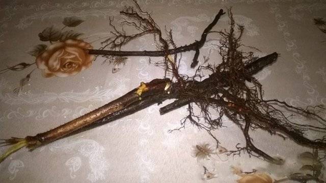 Корни малины лечебные свойства от кашля