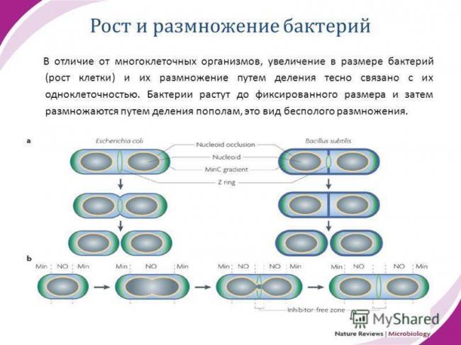 Как размножаются бактерии кратко