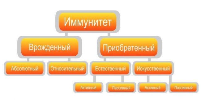 Как приобретается пассивный и активный иммунитет у человека