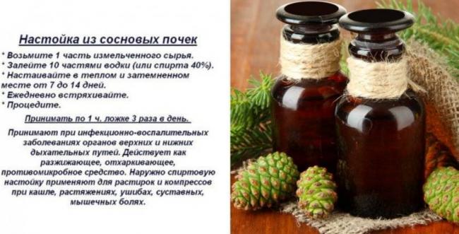 Сосновые почки от кашля детям