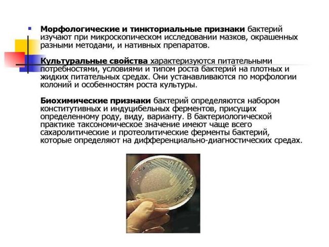 Презентация на тему: "культуральные свойства бактерий". скачать бесплатно и без регистрации.