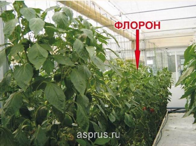 Введите код, указанный на картинке