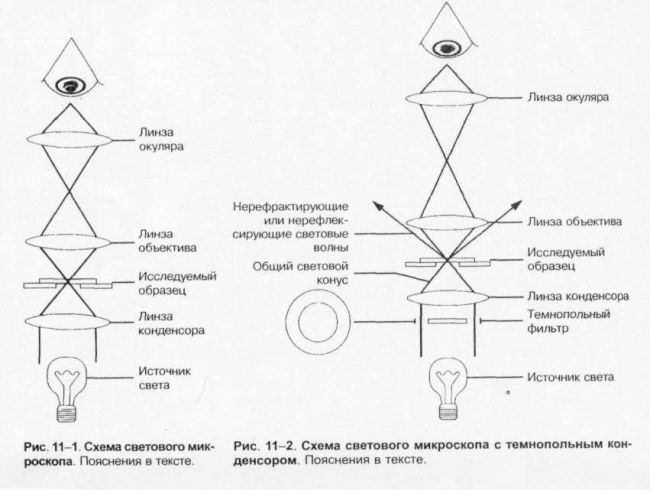 Анаэробы — это бактерии. особенности анаэробов, классификация и методы культивирования