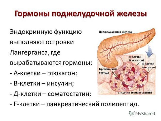 Гормоны поджелудочной железы. островки лангерганса. соматостатин. амилин. регуляторные функции гормонов поджелудочной железы.