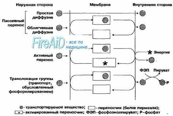 Строение и функции рибосом. биосинтез белков и значение рибосом для организма