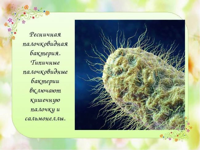 Разнообразие живого