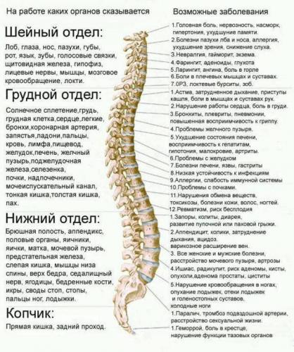 Сколько отделов в позвоночнике человека сколько костей