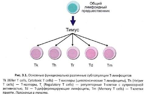 Атипичные лимфоциты