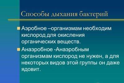 Палочковидные