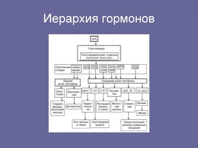Антидиуретический гормон (вазопрессин) – за что он отвечает