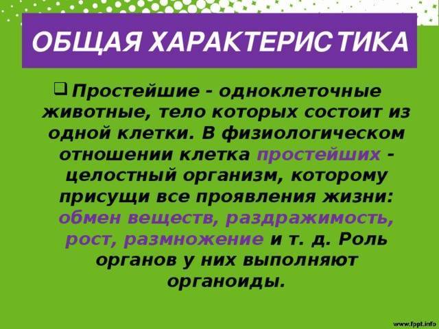 Изучаем родословную бактерий: это животные или растения?