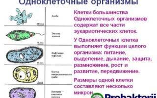 Строение и классификация простейших одноклеточных организмов