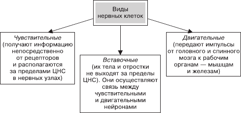 Периферическая нервная система — википедия. что такое периферическая нервная система