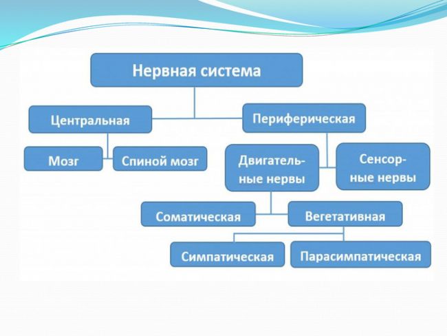 Периферическая нервная система