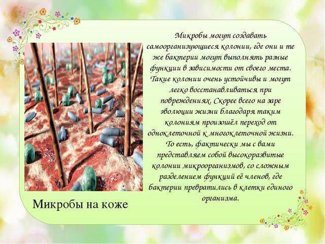 Царства живых организмов