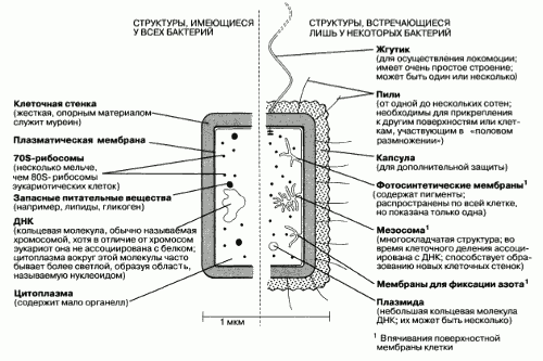 Значение бактерий в природе и жизни человека