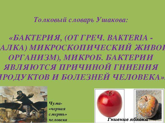 Значение бактерий в природе и жизни человека