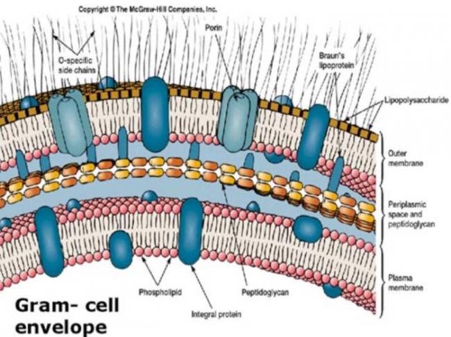 Грамположительные бактерии - gram-positive bacteria