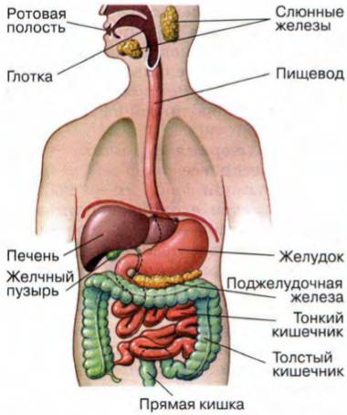 Куда поступает желчь из желчного пузыря