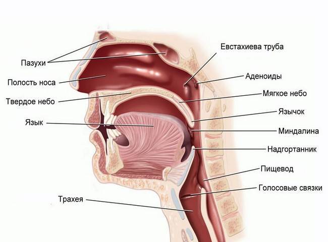 Ложный круп у детей: симптомы и лечение