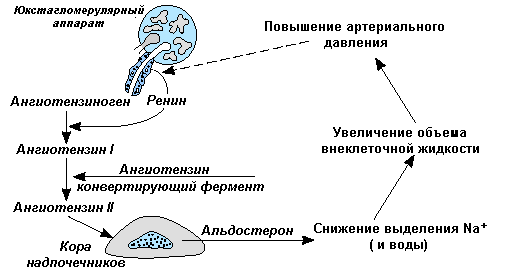 Чем опасна гипертония при беременности