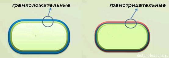 Отличительные черты положительно и отрицательно окрашенных бактерий по граму