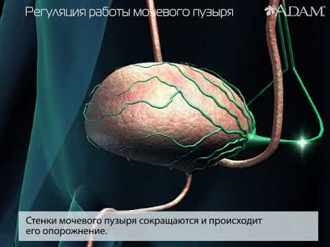 Что такое энурез у взрослых и как его лечить