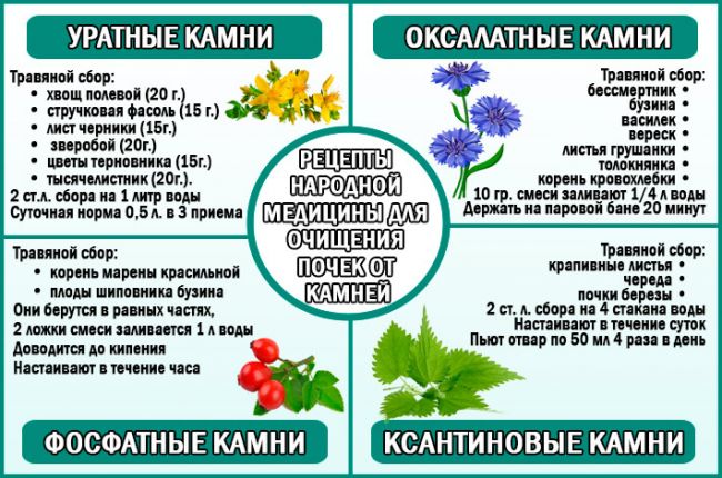 Самые эффективные народные средства для лечения почек