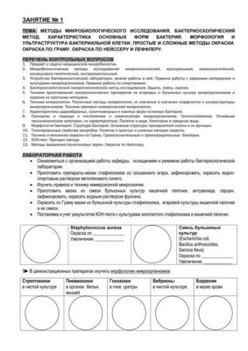 Как различить бактерии: грамотрицательные или грамположительные