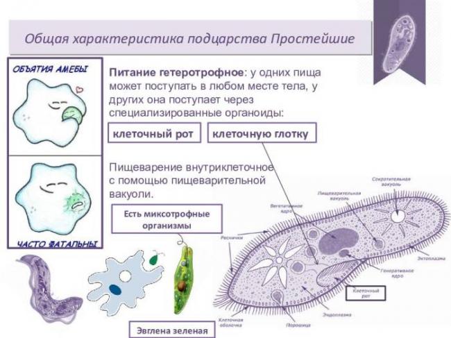 Эти уникальные одноклеточные бактерии