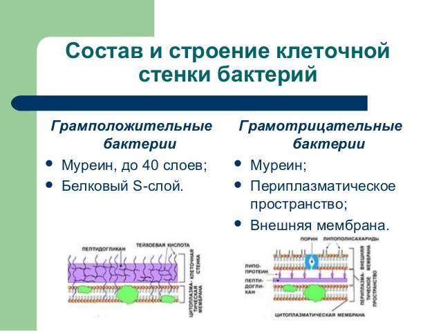 Антибиотики действующие на грамположительные и грамотрицательные бактерии