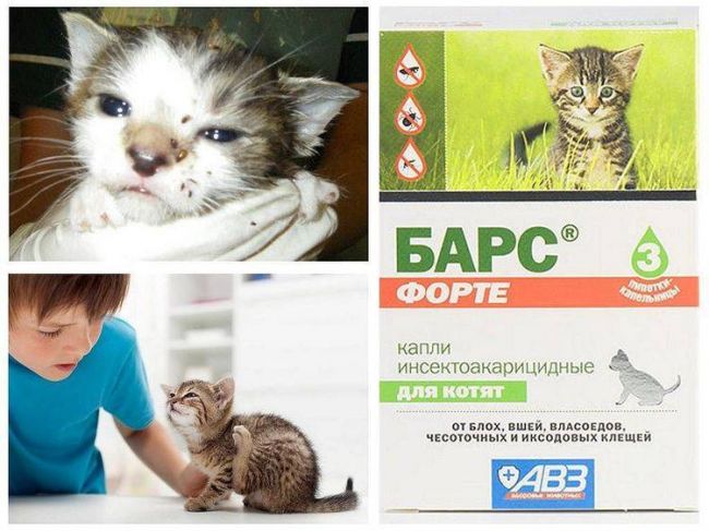 Инструкция по использованию капель от блох барс для кошек