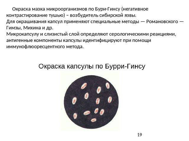 Отличия сложных методов окраски от простых методов. нарисуем невидимое, или методы окраски микроорганизмов. окраска по граму