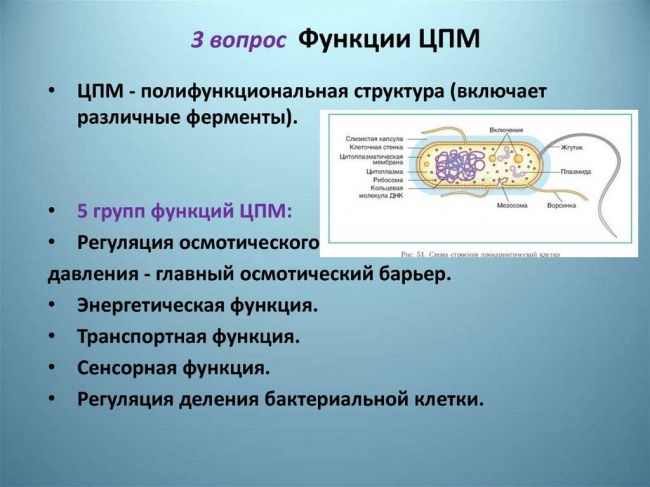 Бактерии. строение бактериальной клетки. формы. фото
