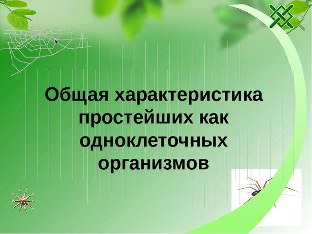 Почему бактерии относят к примитивной форме жизни и чем они отличаются от растений других организмов?