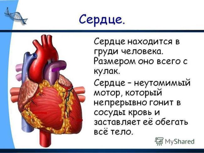 Биология: написать представителей царства живой природы: животных,растений,грибов,бактерий/